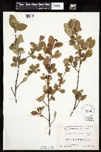 Amelanchier bartramiana image