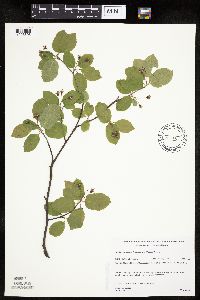Amelanchier bartramiana image