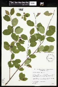 Amelanchier bartramiana image