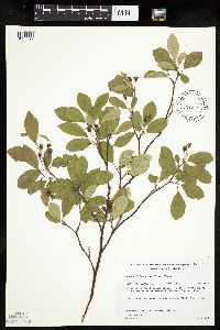 Amelanchier bartramiana image