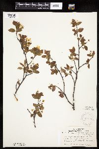 Amelanchier bartramiana image