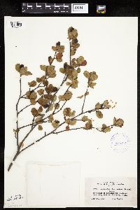Amelanchier bartramiana image