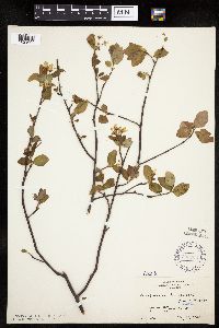 Amelanchier bartramiana image