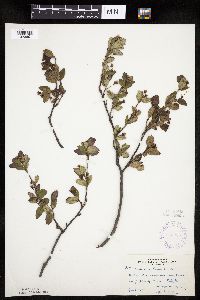 Amelanchier bartramiana image