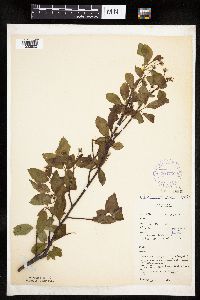 Amelanchier bartramiana image