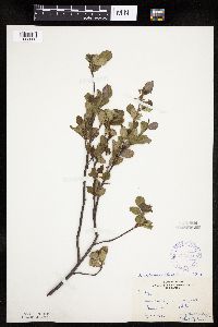 Amelanchier bartramiana image