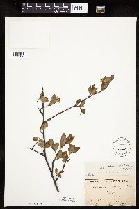 Amelanchier bartramiana image