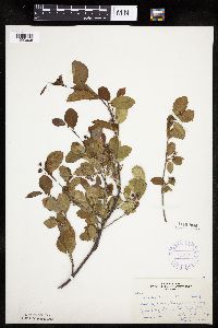 Amelanchier bartramiana image