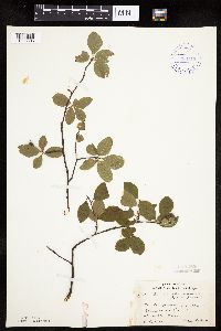 Amelanchier bartramiana image