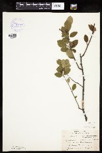 Amelanchier bartramiana image