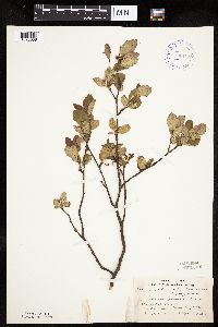 Amelanchier bartramiana image