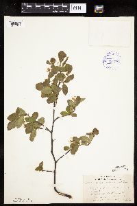 Amelanchier bartramiana image