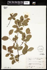 Amelanchier bartramiana image