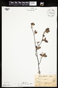 Amelanchier bartramiana image