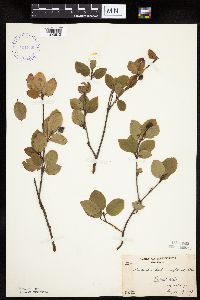 Amelanchier bartramiana image