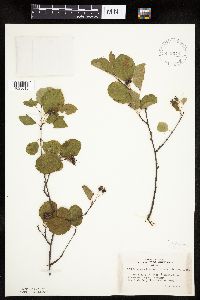 Amelanchier bartramiana image