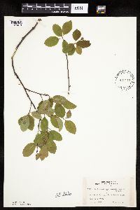 Amelanchier bartramiana image