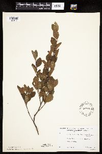 Amelanchier bartramiana image