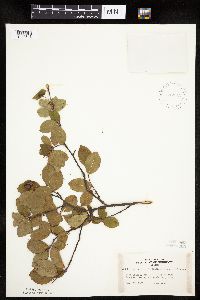 Amelanchier bartramiana image
