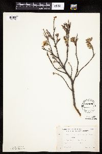 Amelanchier bartramiana image
