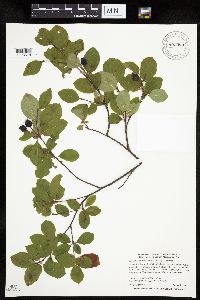 Amelanchier bartramiana image