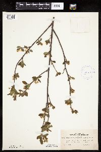Amelanchier bartramiana image