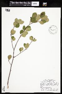 Amelanchier bartramiana image