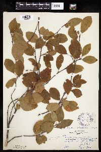 Amelanchier bartramiana image