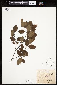 Amelanchier bartramiana image