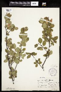 Amelanchier bartramiana image