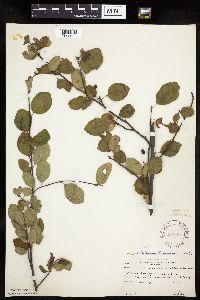 Amelanchier bartramiana image