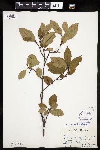 Amelanchier bartramiana image