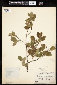 Amelanchier bartramiana image