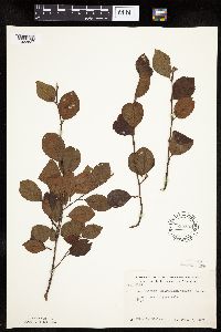 Amelanchier bartramiana image