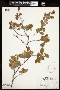 Amelanchier bartramiana image
