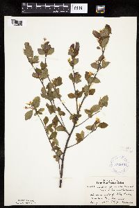 Amelanchier bartramiana image