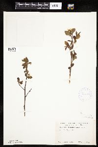 Amelanchier bartramiana image