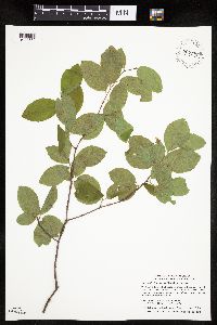 Amelanchier bartramiana image