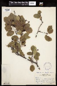 Image of Amelanchier bartramiana x sanguinea