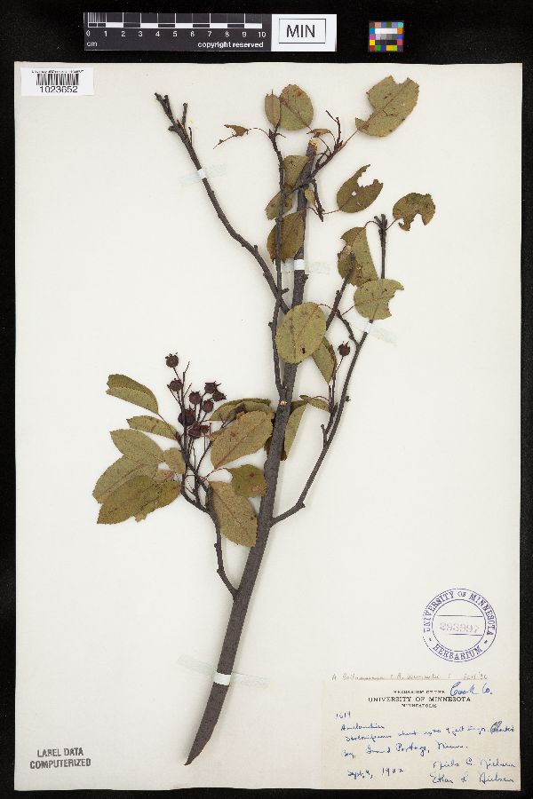 Amelanchier bartramiana x wiegandii image