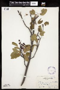 Image of Amelanchier bartramiana x wiegandii