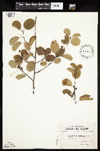 Image of Amelanchier fernaldii