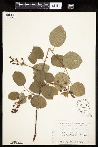 Amelanchier interior image