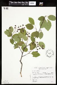 Amelanchier interior image