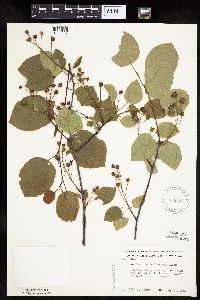 Amelanchier interior image