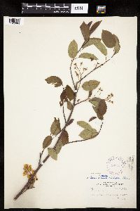 Amelanchier interior image