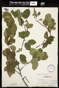 Amelanchier interior image