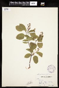 Amelanchier interior image