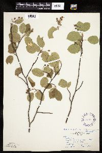 Amelanchier interior image