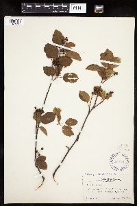 Amelanchier interior image